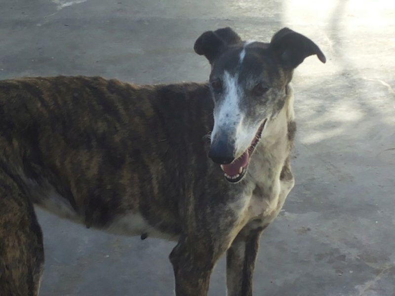Gilda petite mamie de 9 ans Adoptée Gilda_10