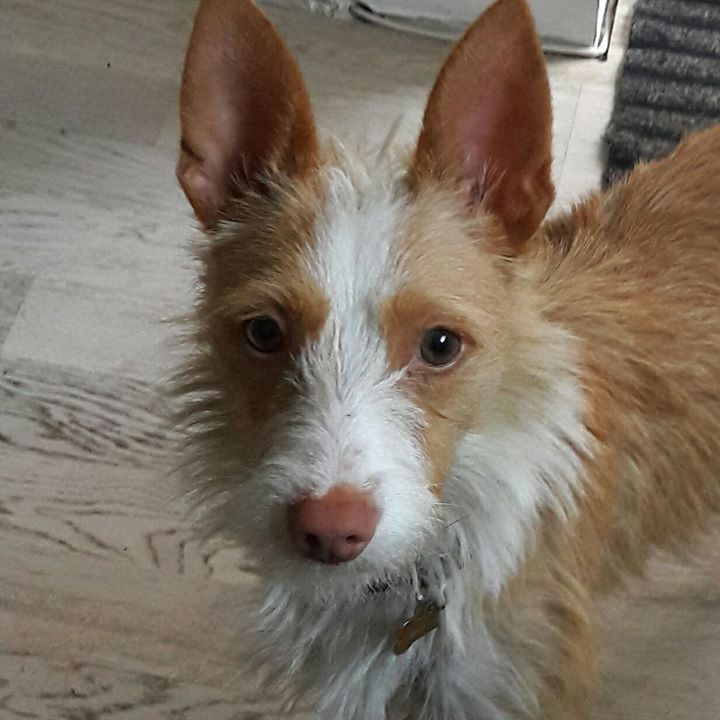 MELOSA petite podenca barbuda,un vrai bonheur ! Scooby France Adoptée - Page 2 Melosa10