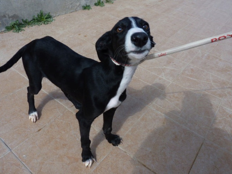 Rita chiot galga Adoptée Rita_110