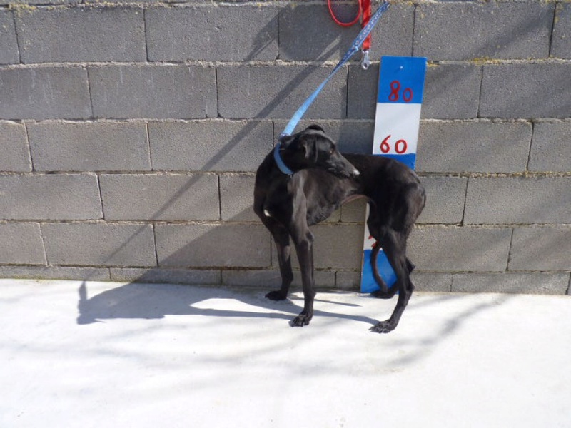 valerita galga de 2016 à l'adoption Adoptée Valeri10