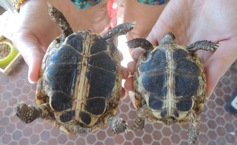 identification de mes 2 tortues - merci de m'aider ! Dscn2313