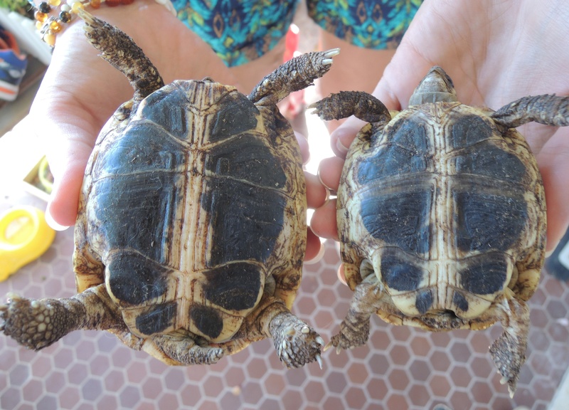 identification de mes 2 tortues - merci de m'aider ! Dscn2315