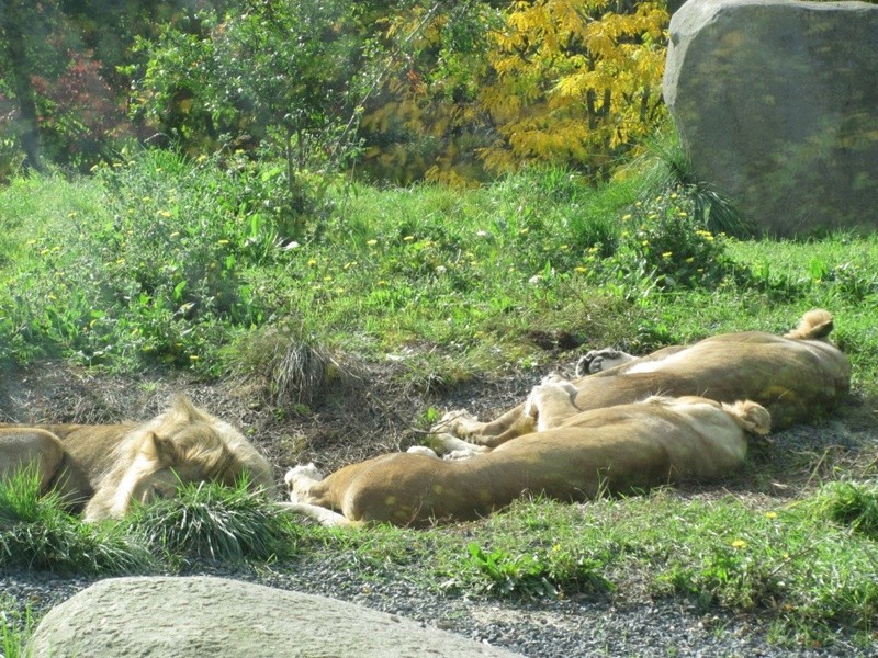 Zoo parisien Img_1011