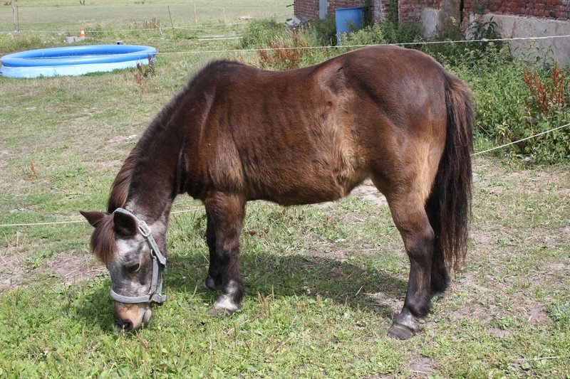 MASCOTTE - ONC poney née en 1993 - adoptée en octobre 2014 par Elsa - Page 2 20642112