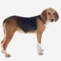              Beagle-harrier Race-c10