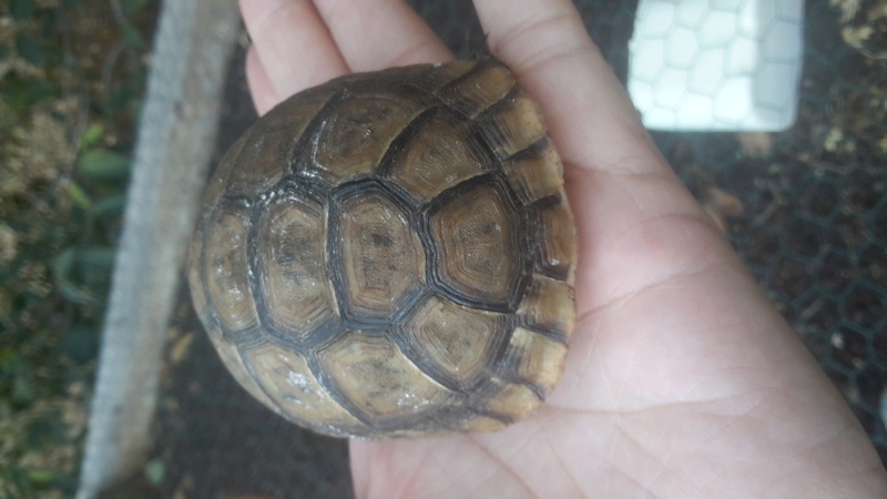identification jeune tortue 20170814