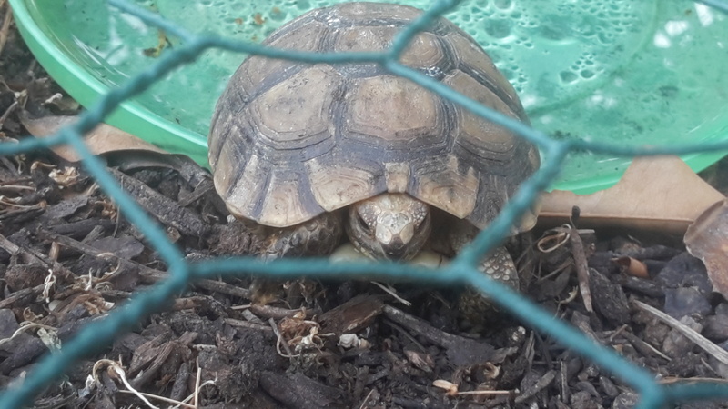 identification jeune tortue 20170816