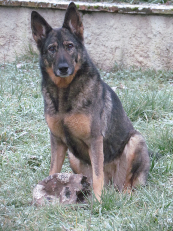 Evolution "physique" de vos chiens - Page 11 Img_6010