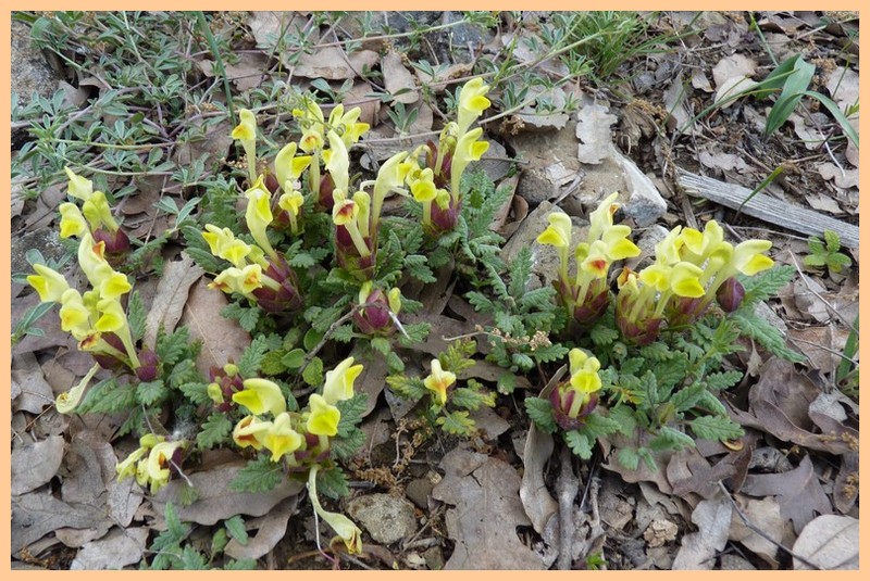 Turquie mai 2017, Monts Taurus, 5: quelques autres plantes 11_scu10