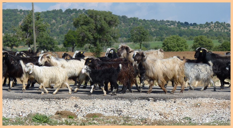 Turquie mai 2017, Monts Taurus, 4: les Ophrys 120