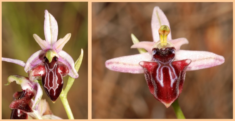 Turquie mai 2017, Monts Taurus, 4: les Ophrys 310