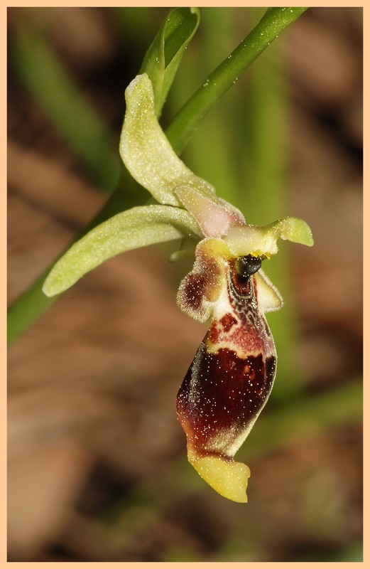 Turquie mai 2017, Monts Taurus, 4: les Ophrys 417