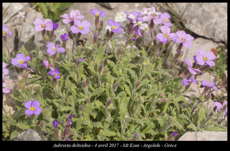 Péloponnèse - avril 2017 Aubrie10