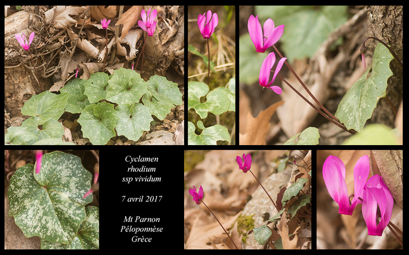 Péloponnèse - avril 2017 Cyclam11