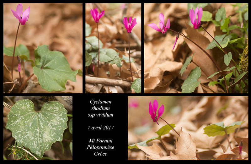 Péloponnèse - avril 2017 Cyclam12