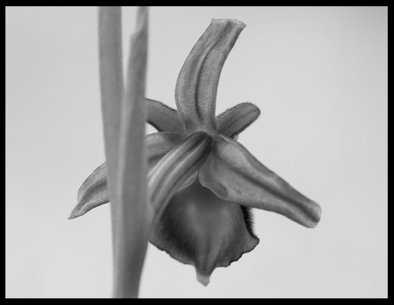 Bientôt sur ce forum ! Ophrys10