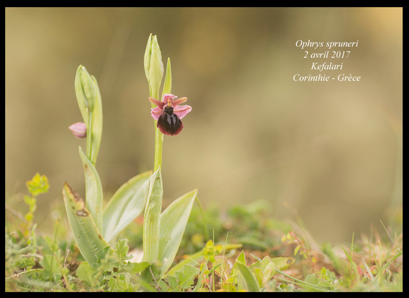 Péloponnèse - avril 2017 Ophrys13