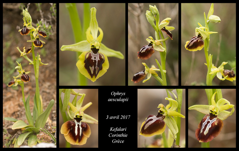 Péloponnèse - avril 2017 Ophrys20