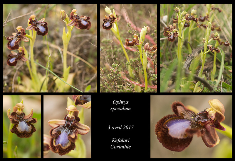 Péloponnèse - avril 2017 Ophrys27