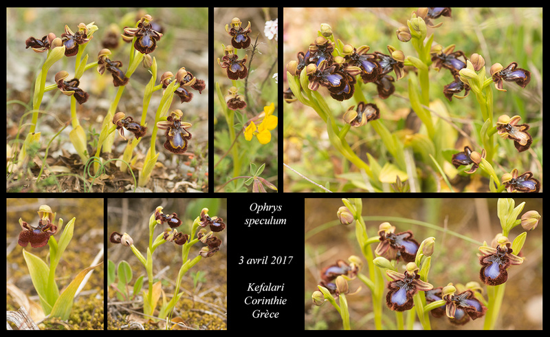 Péloponnèse - avril 2017 Ophrys31