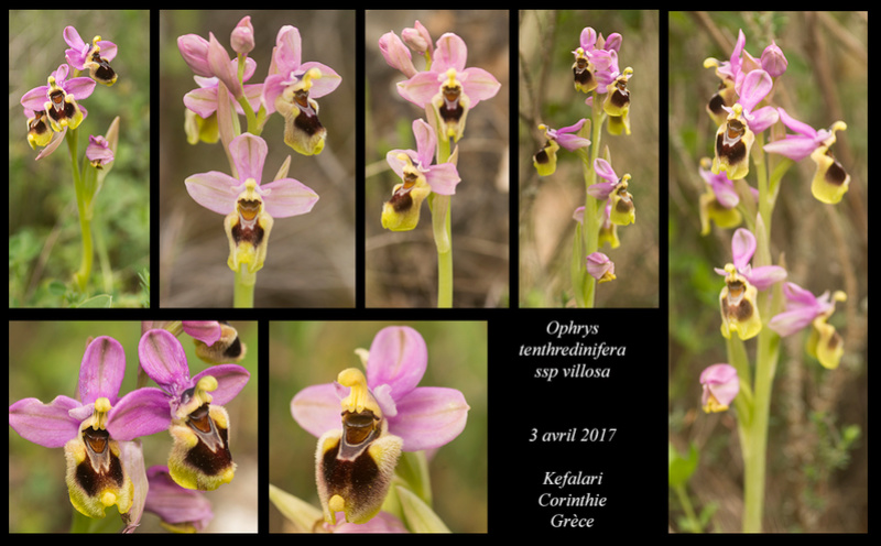 Péloponnèse - avril 2017 Ophrys38