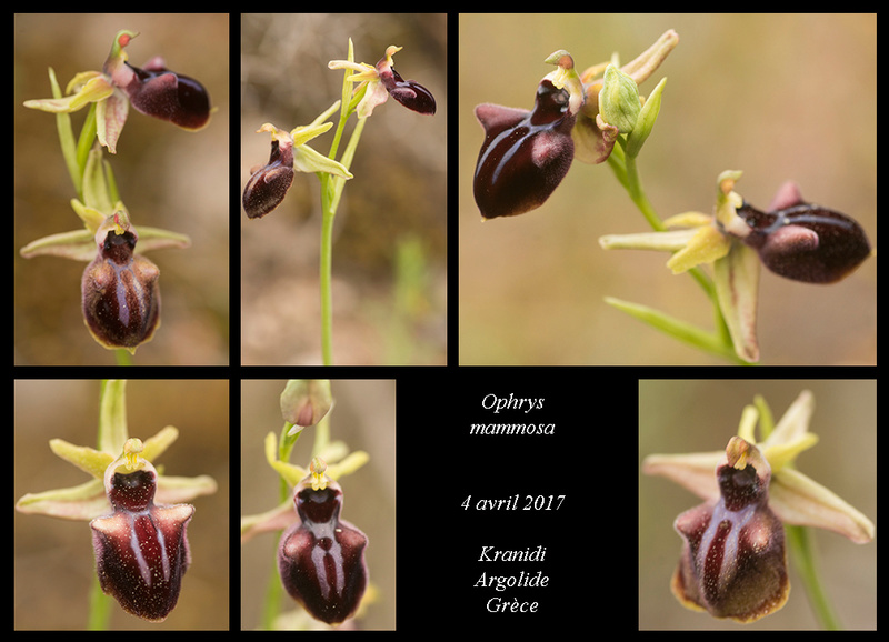 Péloponnèse - avril 2017 Ophrys43
