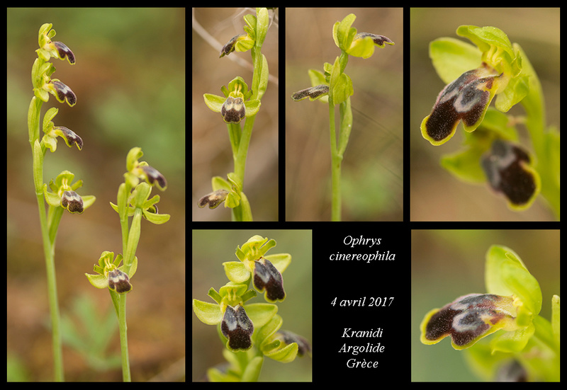 Péloponnèse - avril 2017 Ophrys45