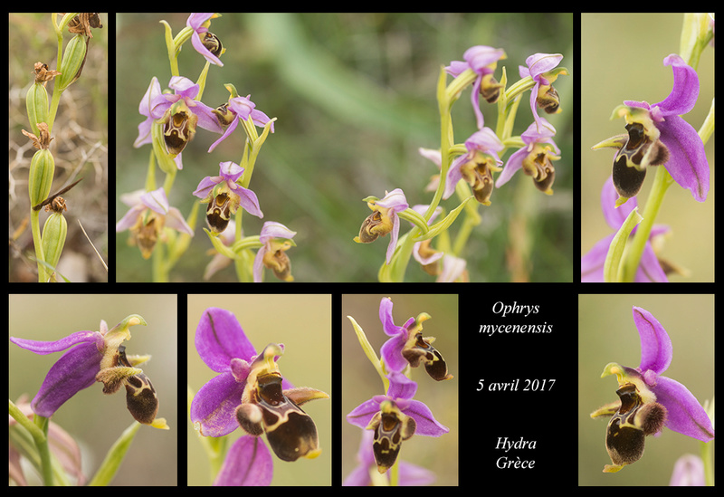 Péloponnèse - avril 2017 Ophrys54