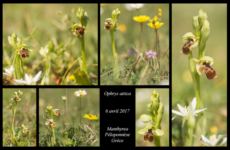 Péloponnèse - avril 2017 Ophrys62