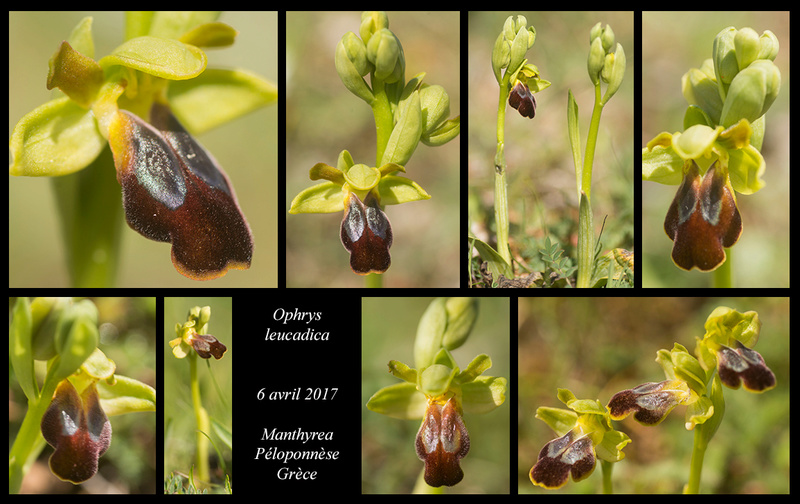 Péloponnèse - avril 2017 Ophrys64