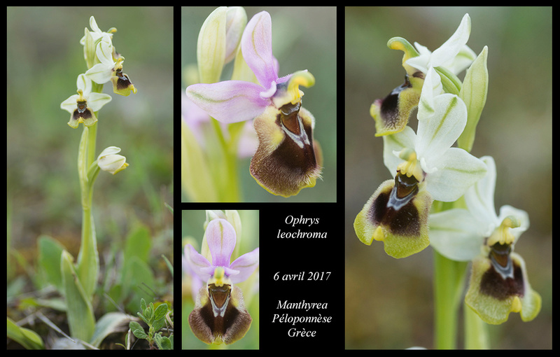 Péloponnèse - avril 2017 Ophrys66
