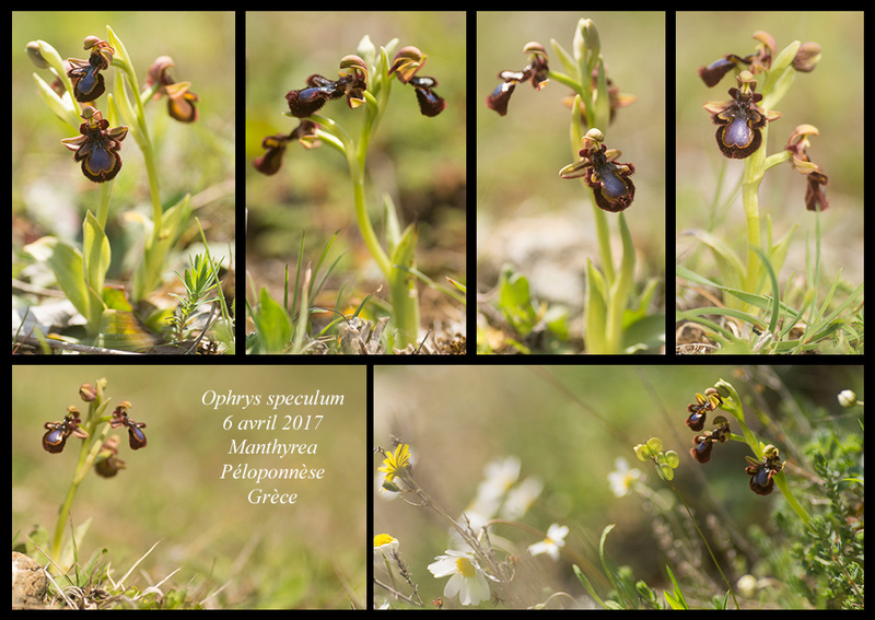 Péloponnèse - avril 2017 Ophrys71