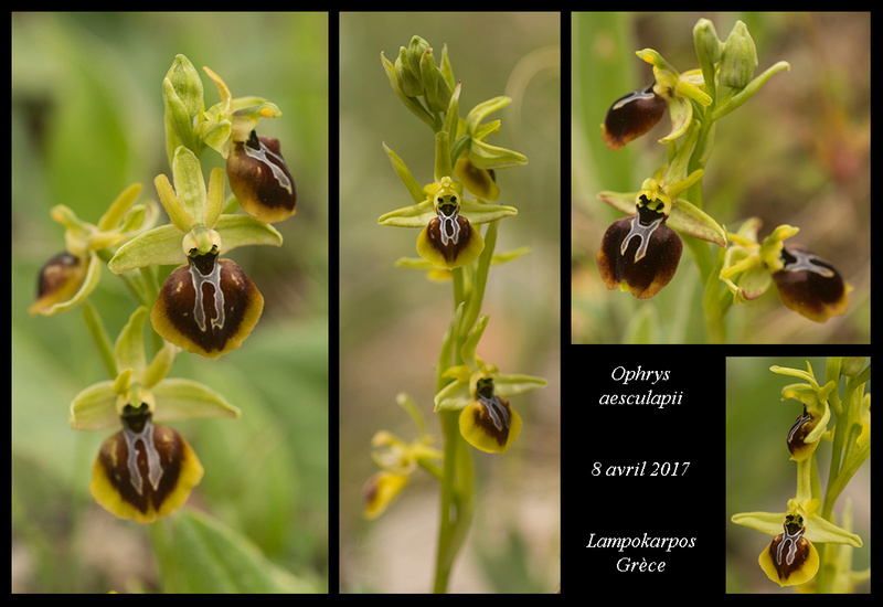 Péloponnèse - avril 2017 - Page 2 Ophrys85