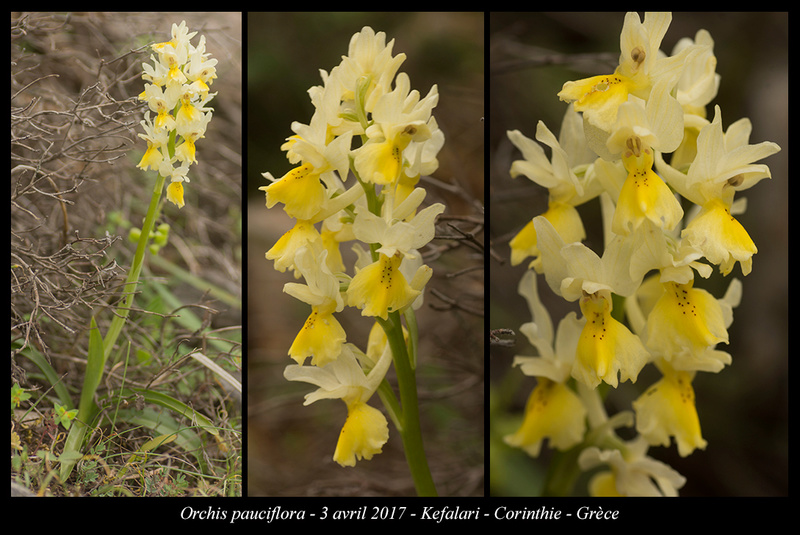 Péloponnèse - avril 2017 Orchis11