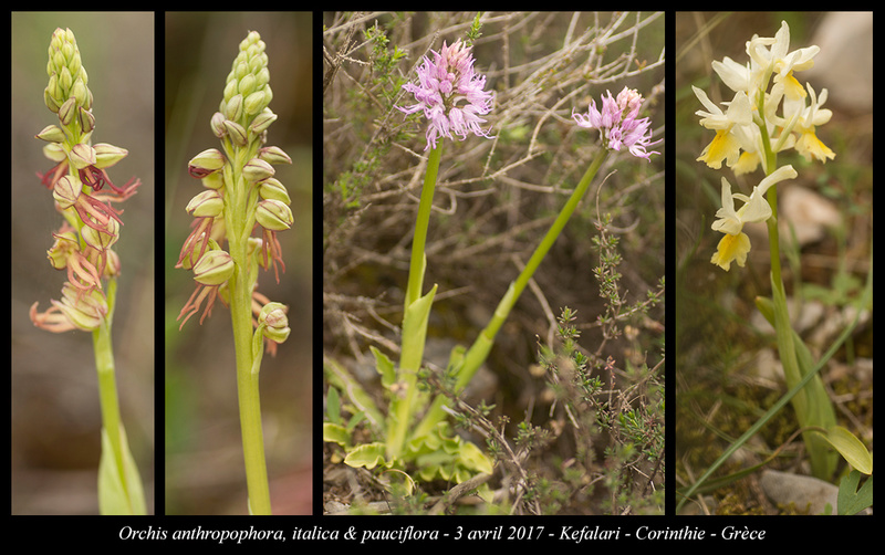Péloponnèse - avril 2017 Orchis12