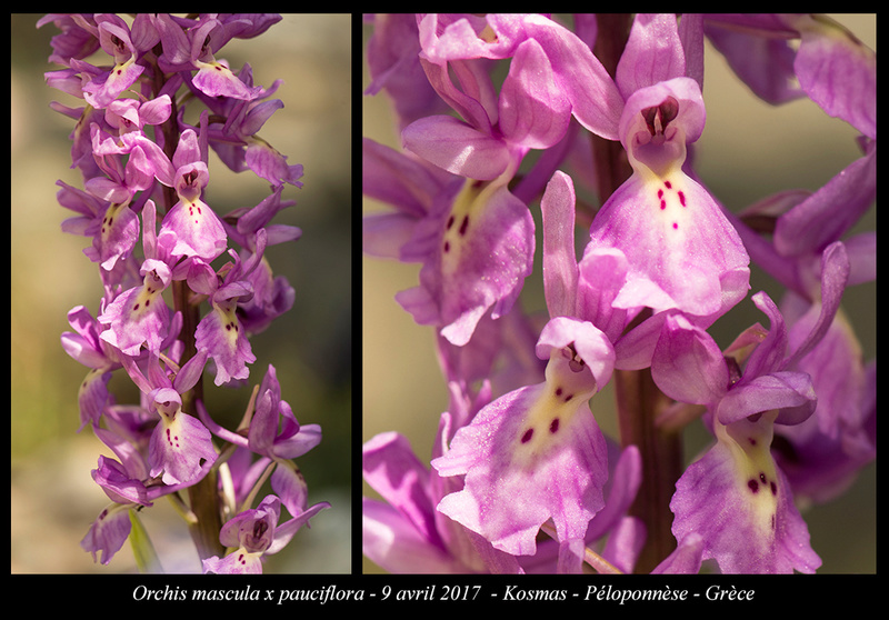 Péloponnèse - avril 2017 - Page 2 Orchis18
