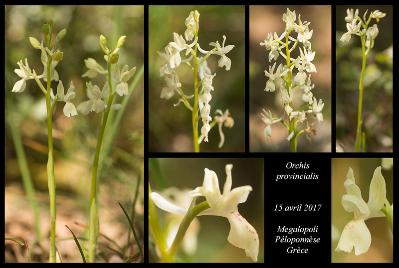 Péloponnèse - avril 2017 - Page 3 Orchis26