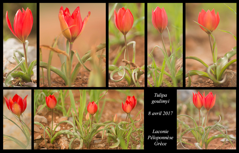 Péloponnèse - avril 2017 - Page 2 Tulipa13