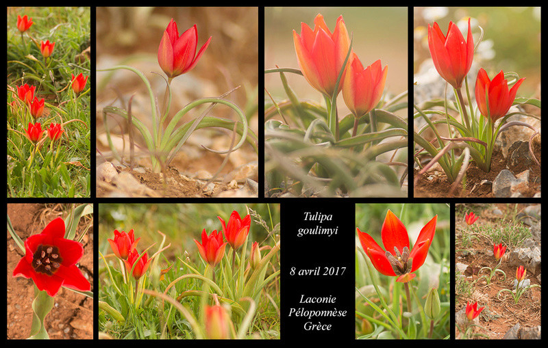 Péloponnèse - avril 2017 - Page 2 Tulipa15
