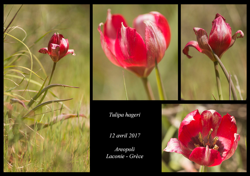Péloponnèse - avril 2017 - Page 3 Tulipa22