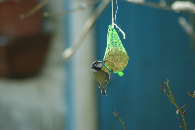 Mes ptits oiseaux du jardin Dsc01413