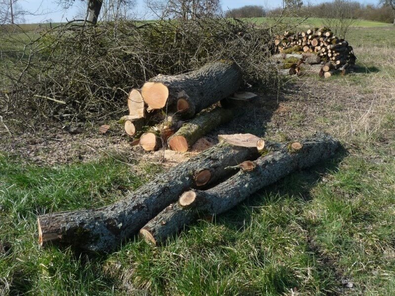 Abattage et débitage des arbres pour l'Arsenal B01810