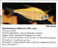 Quel est ce poisson ?? Captu168