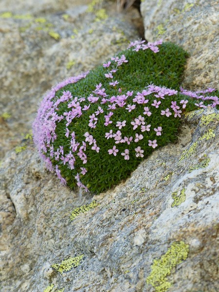 Au détour de 3 semaines de randonnées autour de Tende P1030315