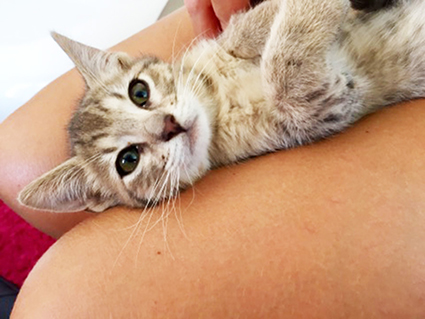 Louise (et Némo)- chaton femelle tigrée de 2 mois et demi- adoptés par la FA! Louise12