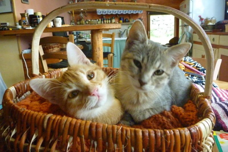 Louise (et Némo)- chaton femelle tigrée de 2 mois et demi- adoptés par la FA! Louise14