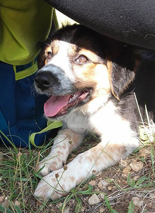 Pepsi- chiot femelle tricolore x berger de 2 mois- adoptée Pep10