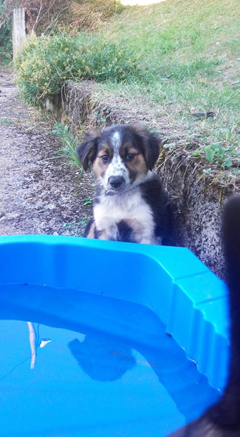 Pepsi- chiot femelle tricolore x berger de 2 mois- adoptée Pepsi11