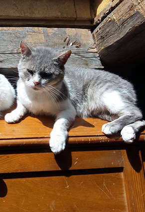 (48) - Velours - Chat mâle castré de 4 ans - Gris et blanc - adopté!!! décédé Velour10