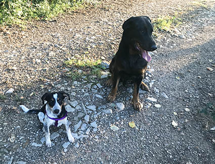 Virgule- chiot femelle tricolore x berger de 2 mois- - retour à l'adoption-adoptée- Vir10